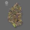 Auto Purple CBD