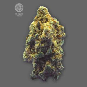 Kush The Bulldog Seeds