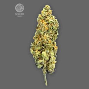 Mimosa The Bulldog Seeds