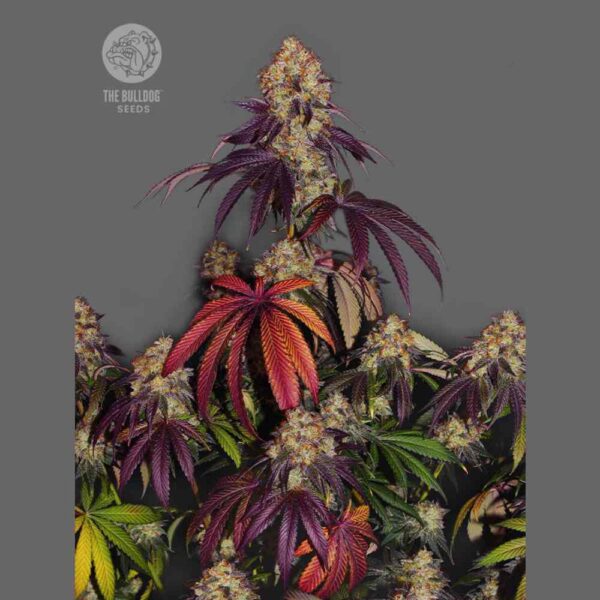 The Bulldog Gelato 17
