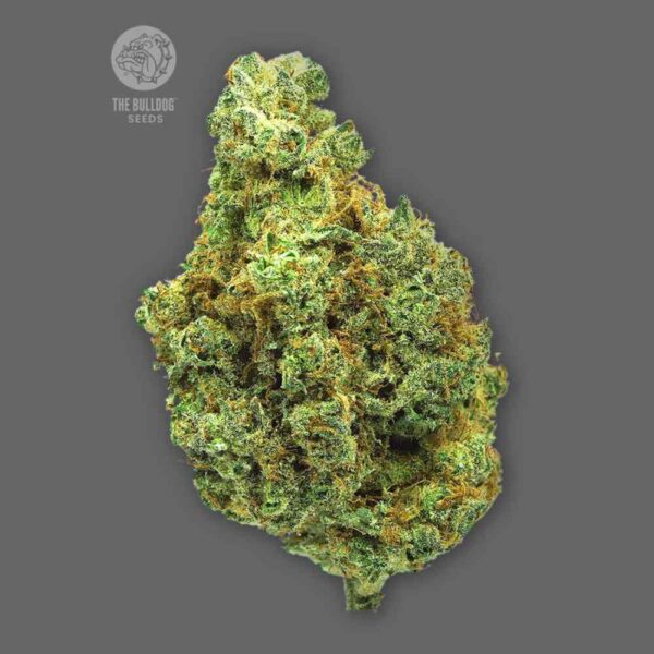 Wedding Cake The Bulldog Seeds