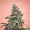 Canna-Cheese 1:1 Auto