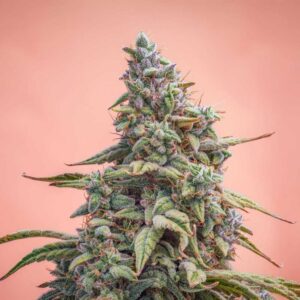 Canna-Cheese 1:1 Auto