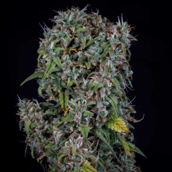 ManBearAlienPig Auto