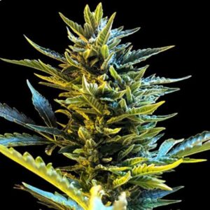 Bride Cake Auto