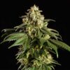 Dream Sherbet