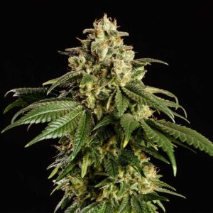 Dream Sherbet