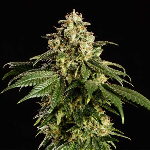 Dream Sherbet