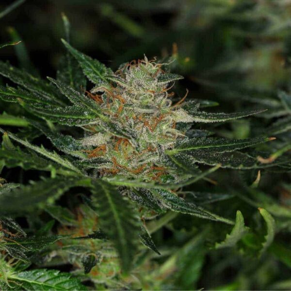 Dream Sherbet Auto
