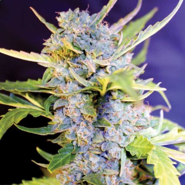 Fro-Yo Auto