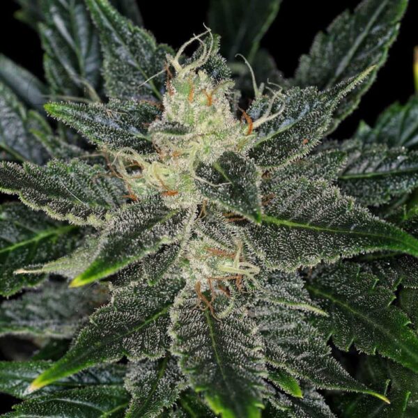Gorilla King Auto