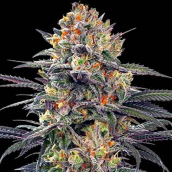 Jealous Mary Auto