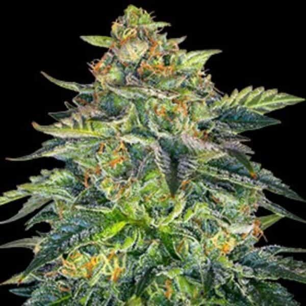 London Cream Cake Auto