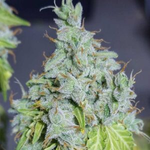 Magic Tree Auto