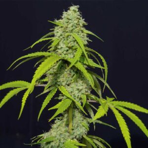 Orange Kush Auto