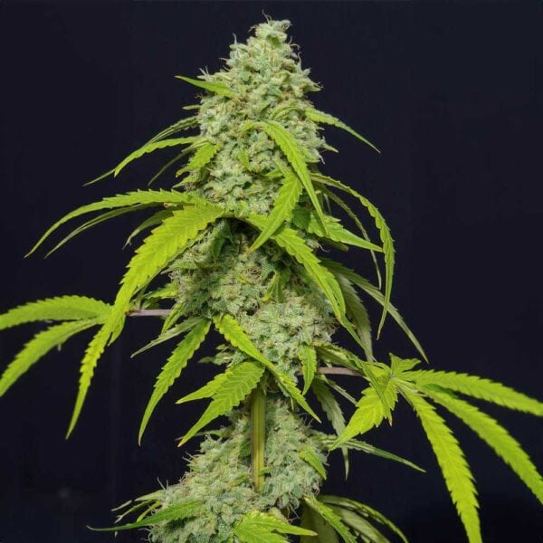 Orange Kush Auto