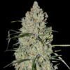 Pineapple Express #2 Auto