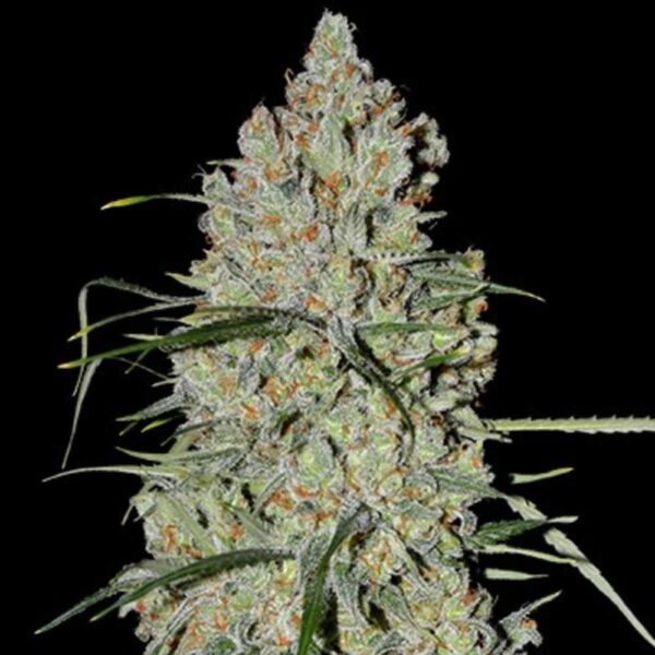 Pineapple Express #2 Auto