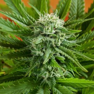 Pineapple Express Auto G13