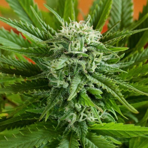 Pineapple Express Auto G13
