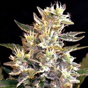 Sunset Vibes Auto