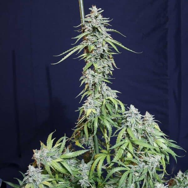 Super Watermelon Auto