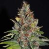 Tropical Punch
