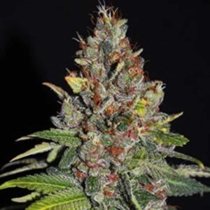 Tropical Punch