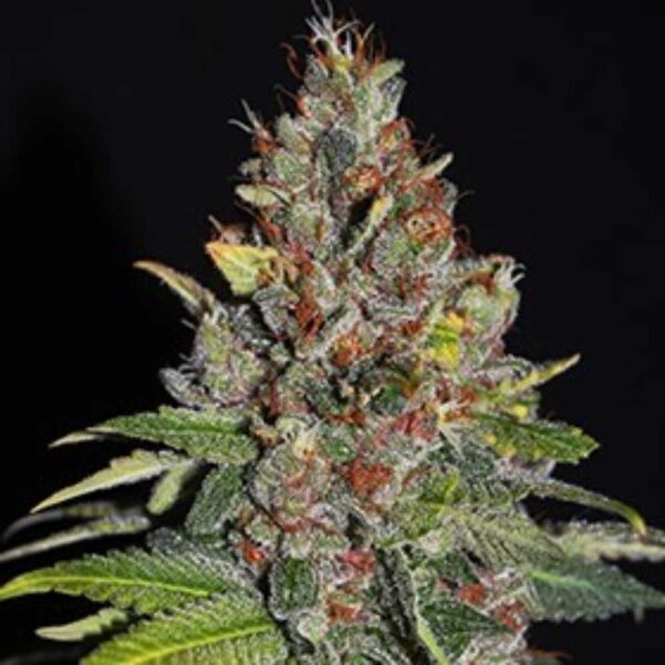 Tropical Punch