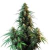 AK47 Auto Blimburn