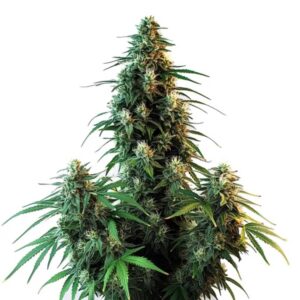 AK47 Auto Blimburn