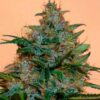 Auto Strawberry Cough