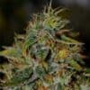 Auto Trainwreck OG