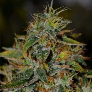Auto Trainwreck OG