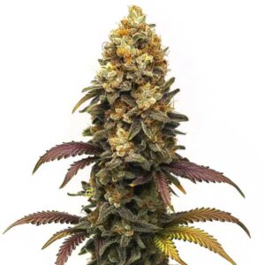BC Diesel
