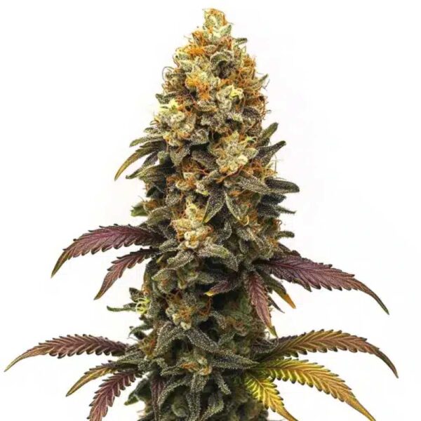 BC Diesel