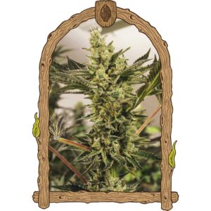 Banana Mash Auto