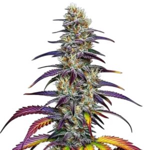 Blue Dream Blimburn
