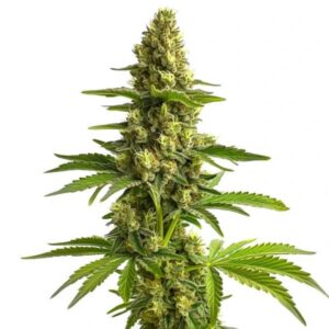 Bruce Banner #3 Blimburn