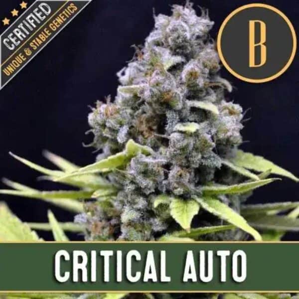 Critical Auto Blimburn