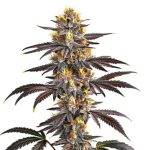 Gelato Blimburn