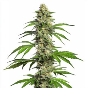 Girl Scout Cookies Auto Blimburn