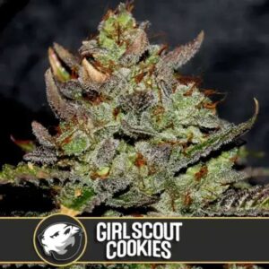Girl Scout Cookies Blimburn