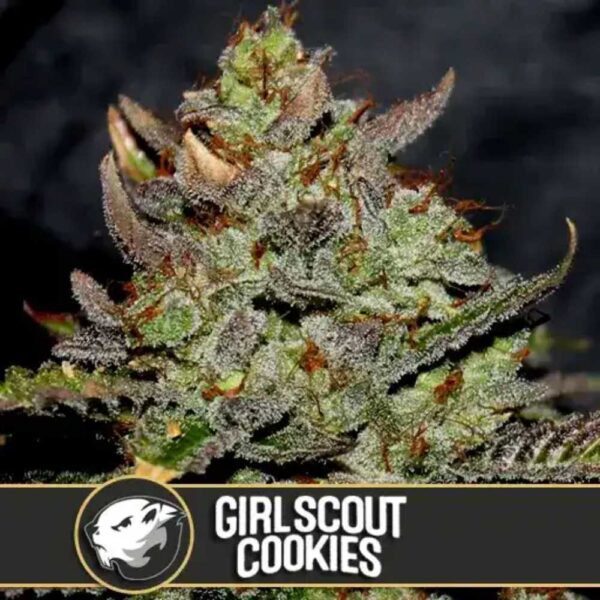 Girl Scout Cookies Blimburn