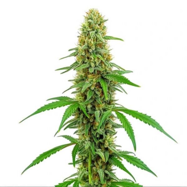 Green Crack Blimburn