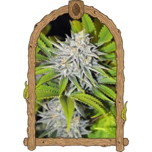 Hippieberry