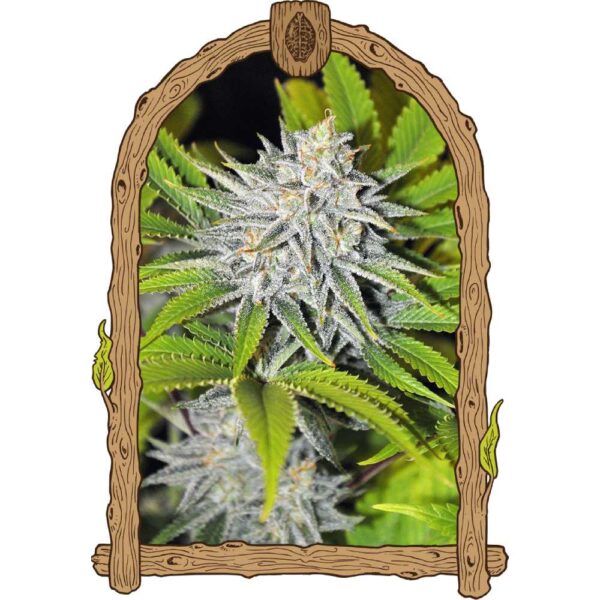 Hippieberry