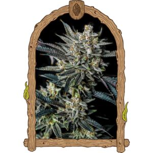 Jelly Bananen Auto