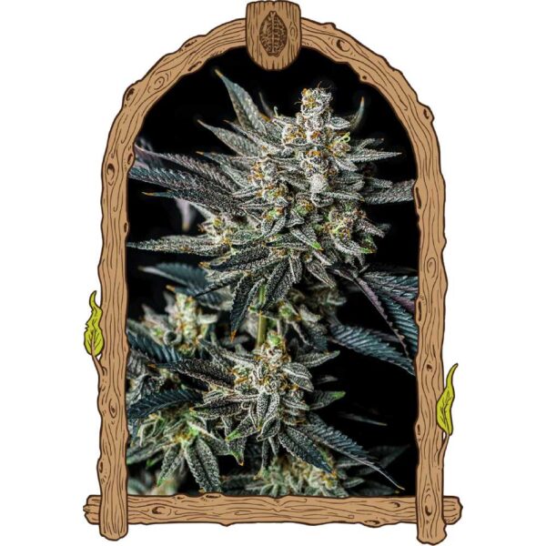 Jelly Bananen Auto