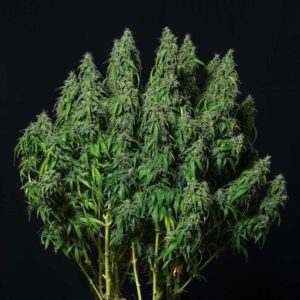 Magnum Auto Buddha Seeds